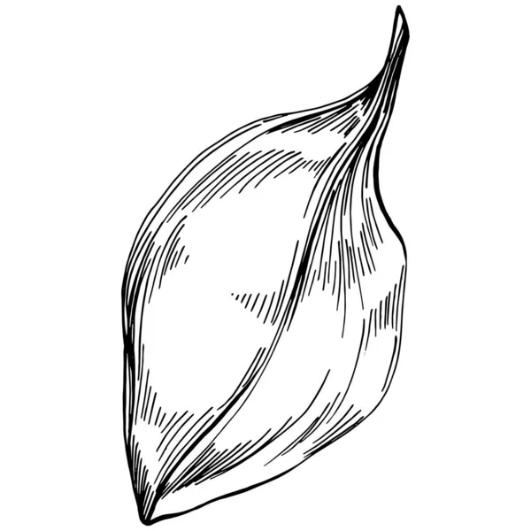 Ispanak taşıyıcı bitkiyi yapraklarla izole etti. Bitki oymalı stil illüstrasyon. Detaylı organik ürün çizimi. Tasarım logosu, menü, etiket, simge, pul için en iyisi..