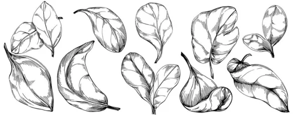 Vecteur Épinards Plante Isolée Avec Des Feuilles Illustration Style Gravé — Image vectorielle