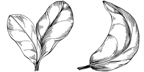 Vecteur Épinards Plante Isolée Avec Des Feuilles Illustration Style Gravé — Image vectorielle