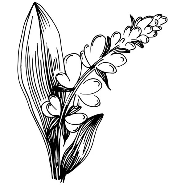 Sage Vector Planta Aislada Con Hojas Ilustración Estilo Grabado Base — Archivo Imágenes Vectoriales