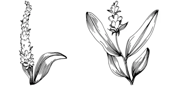 Adaçayı Taşıyıcı Bitkiyi Yapraklarla Izole Etti Bitki Oymalı Stil Illüstrasyon — Stok Vektör