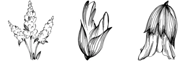 鼠疫病媒用叶子隔离植物 草本雕刻风格图解 详细的有机产品草图 最适合设计标志 — 图库矢量图片