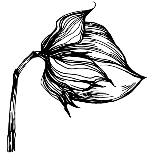 Pamuk çiçeği. Çiçekli botanik çiçeği. İzole illüstrasyon elementi. Arkaplan, doku, ambalaj deseni, çerçeve veya kenar çizimi için vektör el.