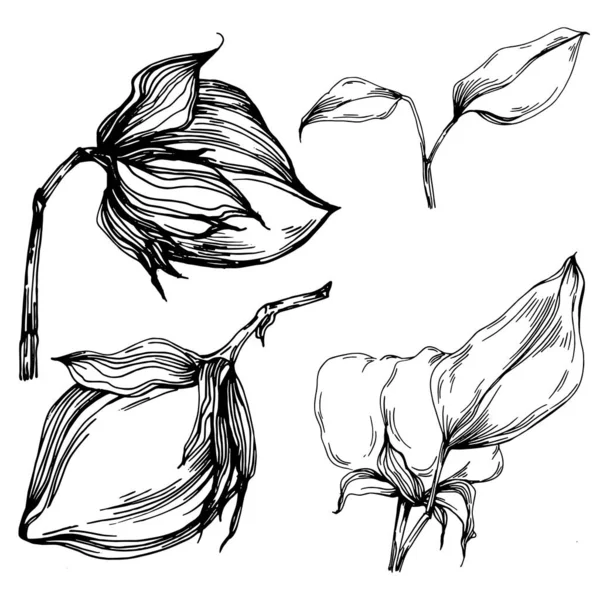 Cotton Flower Floral Botanical Flower Isolated Illustration Element Vector Hand — Διανυσματικό Αρχείο