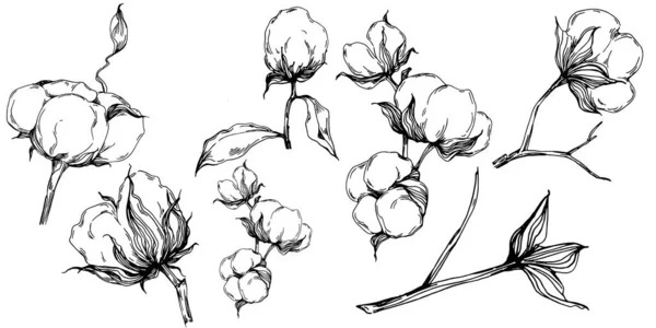 Cotton Flower Floral Botanical Flower Isolated Illustration Element Vector Hand — Stockvector