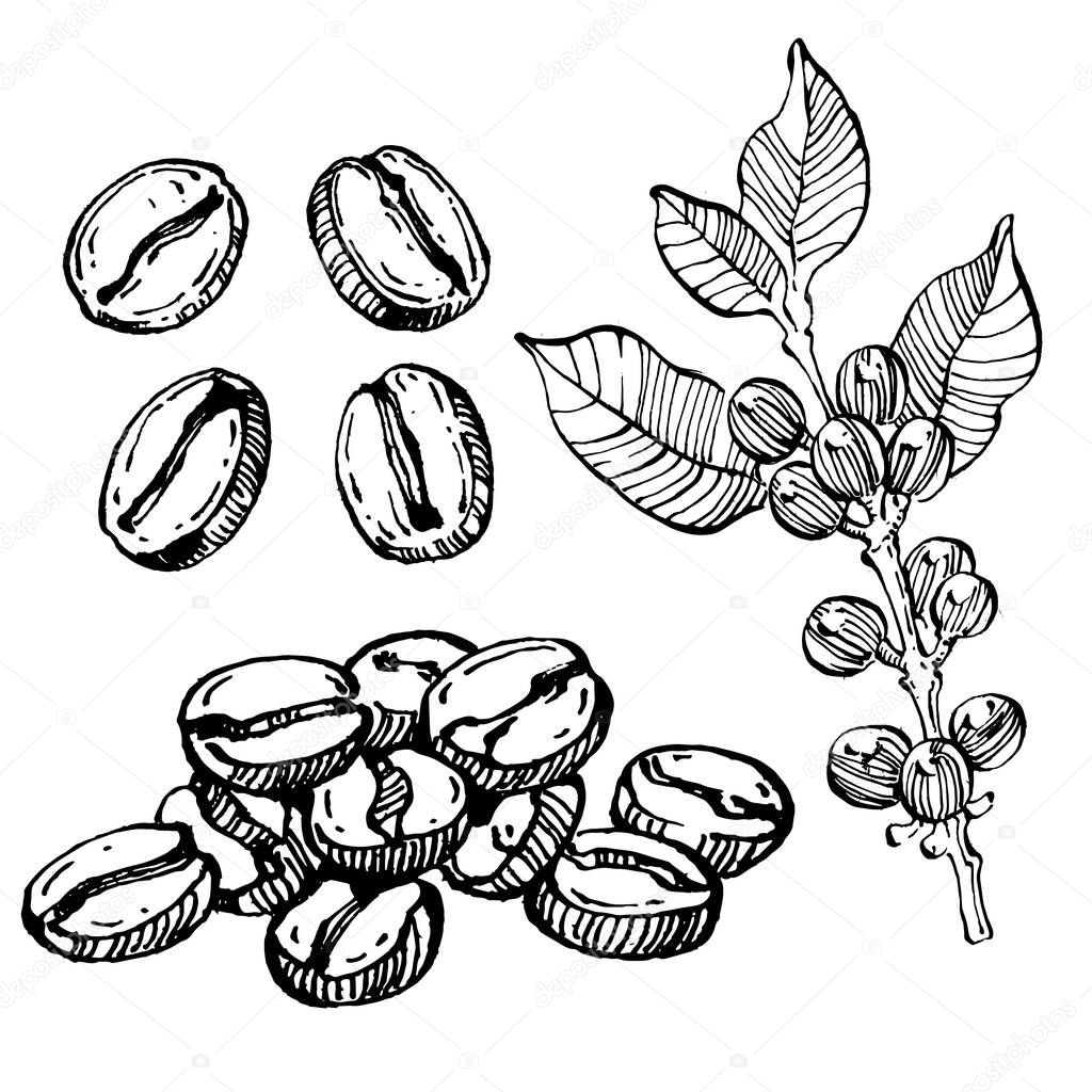 Coffee tree and beans in graphic style hand draw on white background. Isolated object with engraved style illustration. The best for design logo, menu, label, icon, stamp.