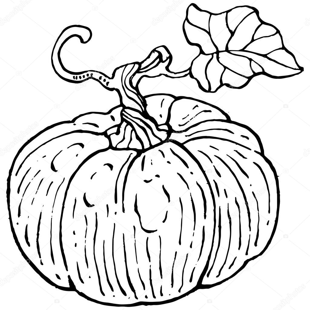 Pumpkin vector sketch hand drawn. Isolated object with engraved style illustration. Detailed vegetarian food. Farm market product. The best for design logo, menu, label, icon, stamp.