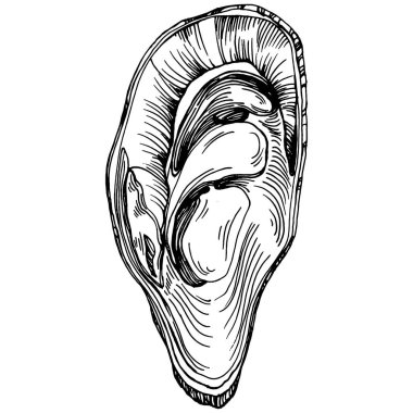 Deniz ürünleri menüsü için amblem ya da amblemin kabartma stili işlenmiş istiridye vektörü, öğle yemeği. Klasik Amerikan et lokantası ya da Fransız büfesi aperatifi..