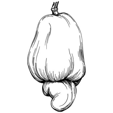 Kaju el çizimi Vektör İllüstrasyonu beyaz arka planda izole edildi. Restoran menüsü, market etiketi, logo, amblem ve mutfak tasarımı için Retro style tarım ürünü. Yiyecek ambalajı için dekorasyon.