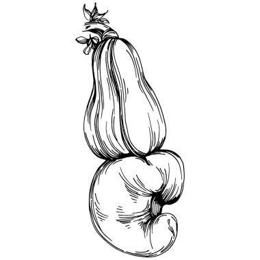 Kaju el çizimi Vektör İllüstrasyonu beyaz arka planda izole edildi. Restoran menüsü, market etiketi, logo, amblem ve mutfak tasarımı için Retro style tarım ürünü. Yiyecek ambalajı için dekorasyon.