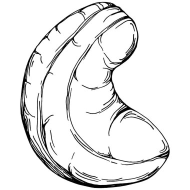 Kaju el çizimi Vektör İllüstrasyonu beyaz arka planda izole edildi. Restoran menüsü, market etiketi, logo, amblem ve mutfak tasarımı için Retro style tarım ürünü. Yiyecek ambalajı için dekorasyon.