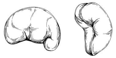 Kaju el çizimi Vektör İllüstrasyonu beyaz arka planda izole edildi. Restoran menüsü, market etiketi, logo, amblem ve mutfak tasarımı için Retro style tarım ürünü. Yiyecek ambalajı için dekorasyon.