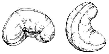 Kaju el çizimi Vektör İllüstrasyonu beyaz arka planda izole edildi. Restoran menüsü, market etiketi, logo, amblem ve mutfak tasarımı için Retro style tarım ürünü. Yiyecek ambalajı için dekorasyon.