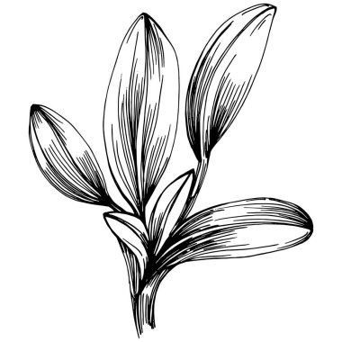 Adaçayı taşıyıcı bitkiyi yapraklarla izole etti. Bitki oymalı stil illüstrasyon. Detaylı organik ürün çizimi. Tasarım logosu, menü, etiket, simge, pul için en iyisi..