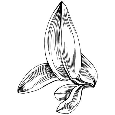 Adaçayı taşıyıcı bitkiyi yapraklarla izole etti. Bitki oymalı stil illüstrasyon. Detaylı organik ürün çizimi. Tasarım logosu, menü, etiket, simge, pul için en iyisi..