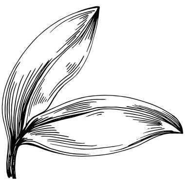 Adaçayı taşıyıcı bitkiyi yapraklarla izole etti. Bitki oymalı stil illüstrasyon. Detaylı organik ürün çizimi. Tasarım logosu, menü, etiket, simge, pul için en iyisi..