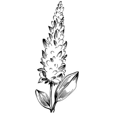 Adaçayı taşıyıcı bitkiyi yapraklarla izole etti. Bitki oymalı stil illüstrasyon. Detaylı organik ürün çizimi. Tasarım logosu, menü, etiket, simge, pul için en iyisi..