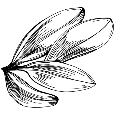 Adaçayı taşıyıcı bitkiyi yapraklarla izole etti. Bitki oymalı stil illüstrasyon. Detaylı organik ürün çizimi. Tasarım logosu, menü, etiket, simge, pul için en iyisi..