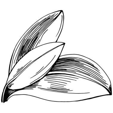 Adaçayı taşıyıcı bitkiyi yapraklarla izole etti. Bitki oymalı stil illüstrasyon. Detaylı organik ürün çizimi. Tasarım logosu, menü, etiket, simge, pul için en iyisi..