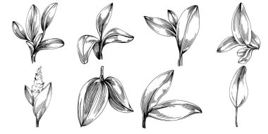 Adaçayı taşıyıcı bitkiyi yapraklarla izole etti. Bitki oymalı stil illüstrasyon. Detaylı organik ürün çizimi. Tasarım logosu, menü, etiket, simge, pul için en iyisi..