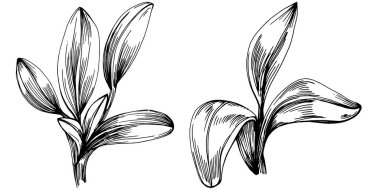 Adaçayı taşıyıcı bitkiyi yapraklarla izole etti. Bitki oymalı stil illüstrasyon. Detaylı organik ürün çizimi. Tasarım logosu, menü, etiket, simge, pul için en iyisi..