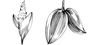 Adaçayı taşıyıcı bitkiyi yapraklarla izole etti. Bitki oymalı stil illüstrasyon. Detaylı organik ürün çizimi. Tasarım logosu, menü, etiket, simge, pul için en iyisi..
