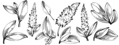 Adaçayı taşıyıcı bitkiyi yapraklarla izole etti. Bitki oymalı stil illüstrasyon. Detaylı organik ürün çizimi. Tasarım logosu, menü, etiket, simge, pul için en iyisi..