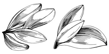 Adaçayı taşıyıcı bitkiyi yapraklarla izole etti. Bitki oymalı stil illüstrasyon. Detaylı organik ürün çizimi. Tasarım logosu, menü, etiket, simge, pul için en iyisi..