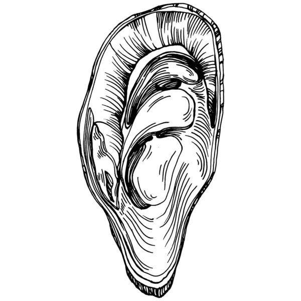 오이스터 벡터에는 해산물 디자인을 로고나 엠블렘을 조각하는 스타일의 삽화가 전형적 — 스톡 벡터