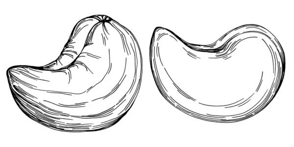 在白色背景上孤立的Cashew手工绘制的向量说明 复古风格的农产品为餐厅菜单 市场标签 标志和厨房设计 食品包装装饰 — 图库矢量图片