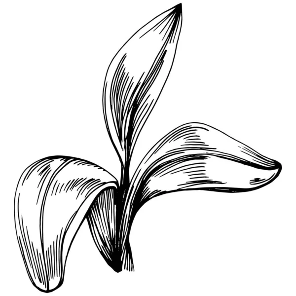 식물을 조각된 문체의 디자인 아이콘 우표를 최고의 유기농 스케치를 선택하 — 스톡 벡터