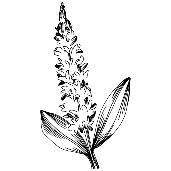 Salvia Vektori Eristetty Kasvi Lehtiä Kasviperäisiä Kaiverrettu Tyyli Kuva Yksityiskohtainen — vektorikuva