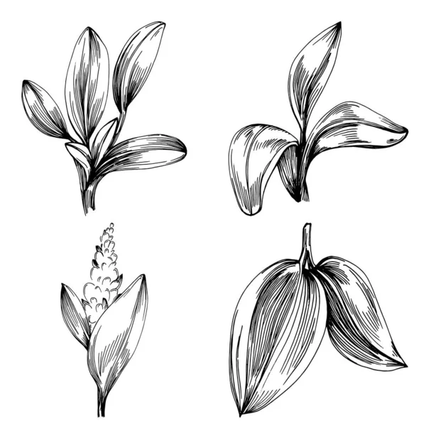 Šalvějový Vektor Izolované Rostliny Listy Bylinný Rytý Styl Ilustrace Detailní — Stockový vektor