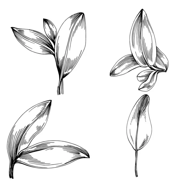 Φασκόμηλο Απομονωμένο Φυτό Φύλλα Φυτικό Ανάγλυφο Στυλ Εικονογράφηση Αναλυτικό Οργανικό — Διανυσματικό Αρχείο