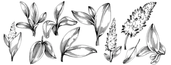 Sage Vetor Isolado Planta Com Folhas Herbal Gravada Ilustração Estilo — Vetor de Stock