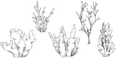Coral vector isolated plant