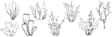 Coral vector isolated plant