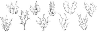 Coral vector isolated plant