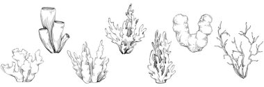 Coral vector isolated plant