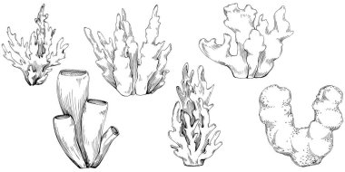 Coral vector isolated plant