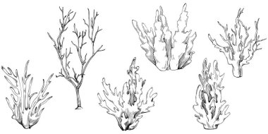 Coral vector isolated plant