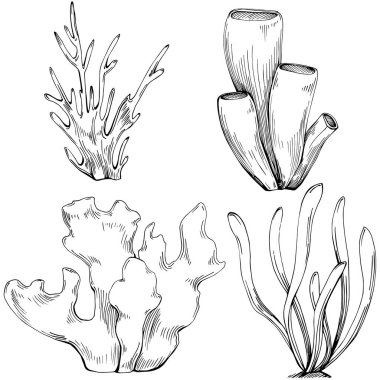 Coral vector isolated plant