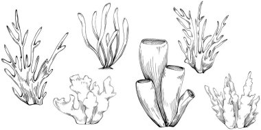 Coral vector isolated plant