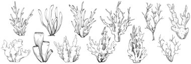 Coral vector isolated plant