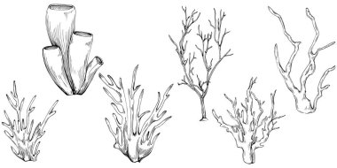 Coral vector isolated plant