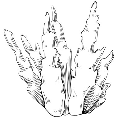 Coral vector isolated plant