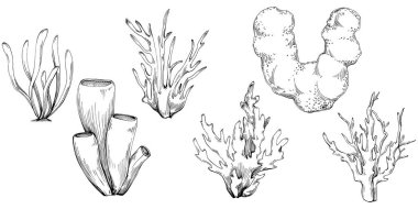 Coral vector isolated plant