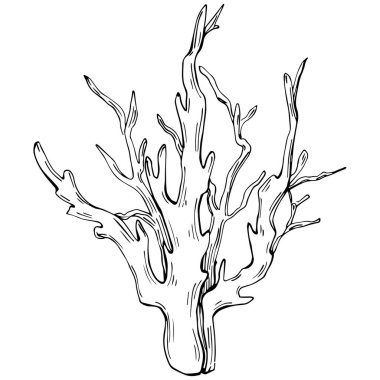 Coral vector isolated plant