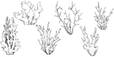 Coral vector isolated plant