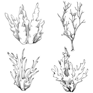 Coral vector isolated plant
